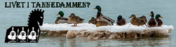 Mallards sitting on an ice floe on lake Michigan
